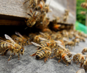 Mit Hightech gegen das Bienensterben