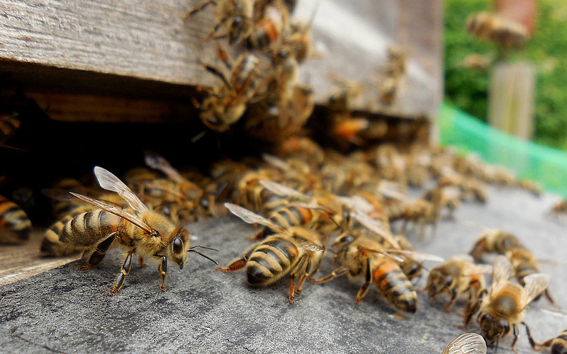 mit hightech gegen das bienensterben - computerworld.ch