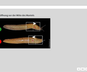 Schnecken und Muscheln online bestimmen