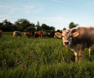 Bund will Datenmanagement für Landwirte vereinfachen