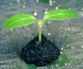 Green Digitalization