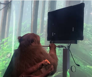 Affe spielt «Pong» mit seinen Gedanken