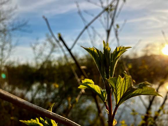 Extreme Kontraste meistert das iPhone SE mit Apples hervorragenden HDR-Algorithmen Das Foto zeigt eine Pflanze im Morgenlicht; die Sonne ist im Bild zu sehen und strahlt direkt auf das Motiv