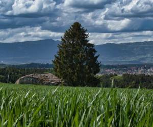 Telearbeit bei Grenzgängern positiv beurteilt