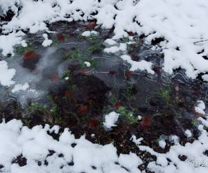 halb gefrorene Pfüze im Wald