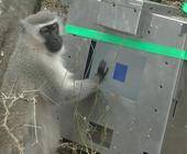 Ein Affe berührt einen Touchscreen