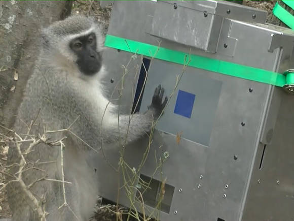 Ein Affe berührt einen Touchscreen 