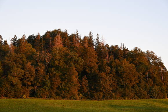 Wald im Abendlicht