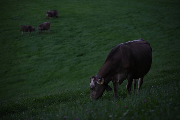 Kuh auf Weide mit weiteren Kühen im Hintergrund