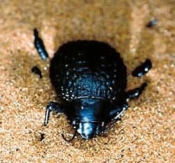 Vorbild künftiger Chipkühlungssysteme: der Toktokkie-Käfer. 3832.jpg