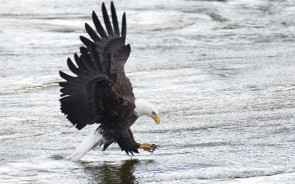 weisskopfseeadler.jpg 