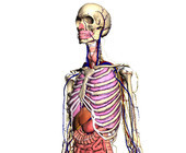 body-browser.jpg