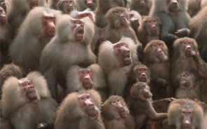 affen_zoo-emmen.jpg 