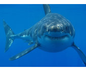 Great_white_shark_south_africa.jpg