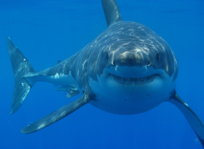 Great_white_shark_south_africa.jpg 