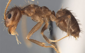 rasberry_crazy_ant.jpg 