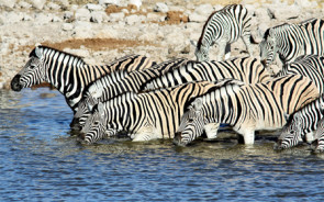 wasserloch_zebras_bild_la-liana_pixelio_teaser.jpg 