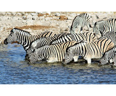 wasserloch_zebras_bild_la-liana_pixelio_teaser.jpg