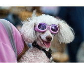 pudel_poodle_peter_roome_creative-commons_web.jpg