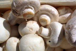Champignons_teaser.jpg 