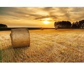 Feld_Landwirtschaft_pixbay.jpg