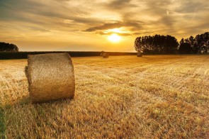 Feld_Landwirtschaft_pixbay.jpg 