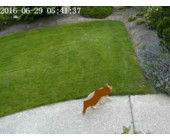 katze.png