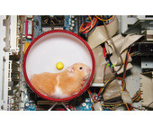 Lead_Hamster.jpg