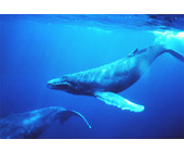 Wal_Buckelwal_Whaling_web.jpg