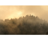 nebel_wald_winter_Peter_Hill_pixelio-de.jpg