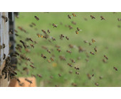 Bienenstock_Teaser.jpg