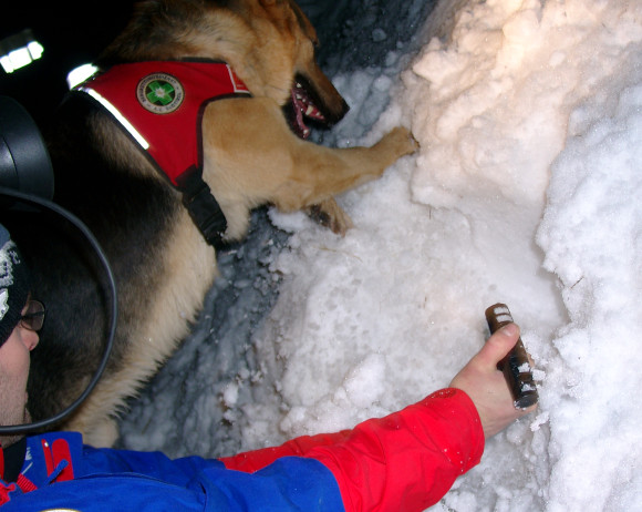 Lawinenhund bei der Arbeit 